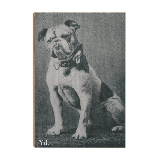 Yale Bulldogs - Vintage 1889 Handsome Dan For Discount