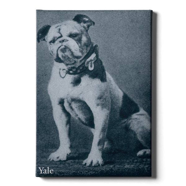 Yale Bulldogs - Vintage 1889 Handsome Dan For Discount